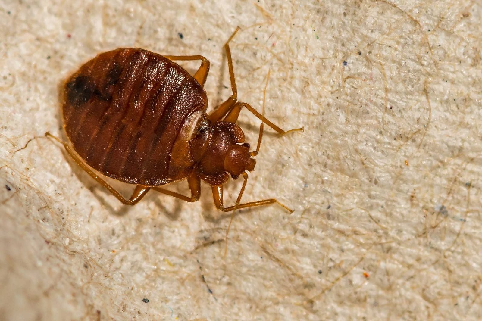 Adult bed bug on a mattress, photographed close up