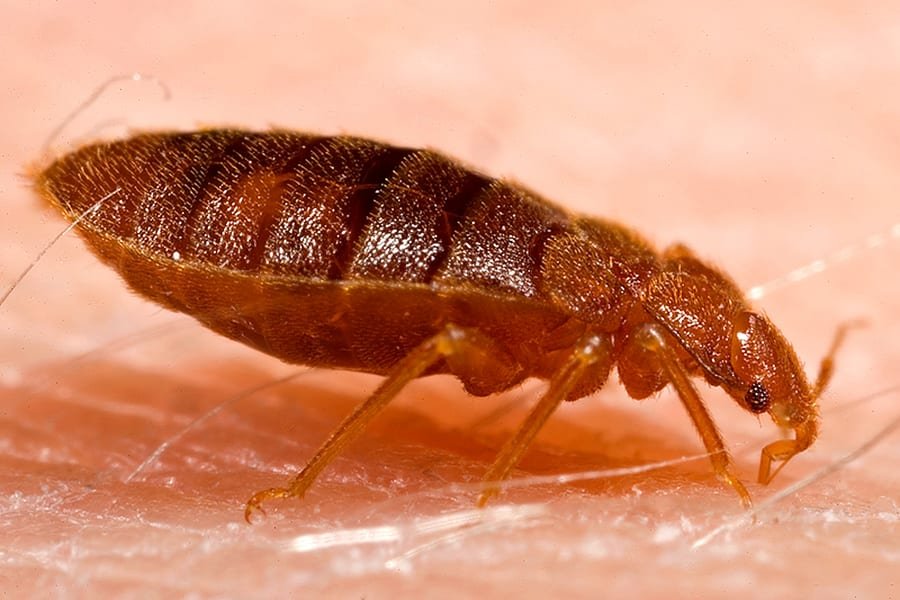 Close-up of a bed bug on mattress fabric
