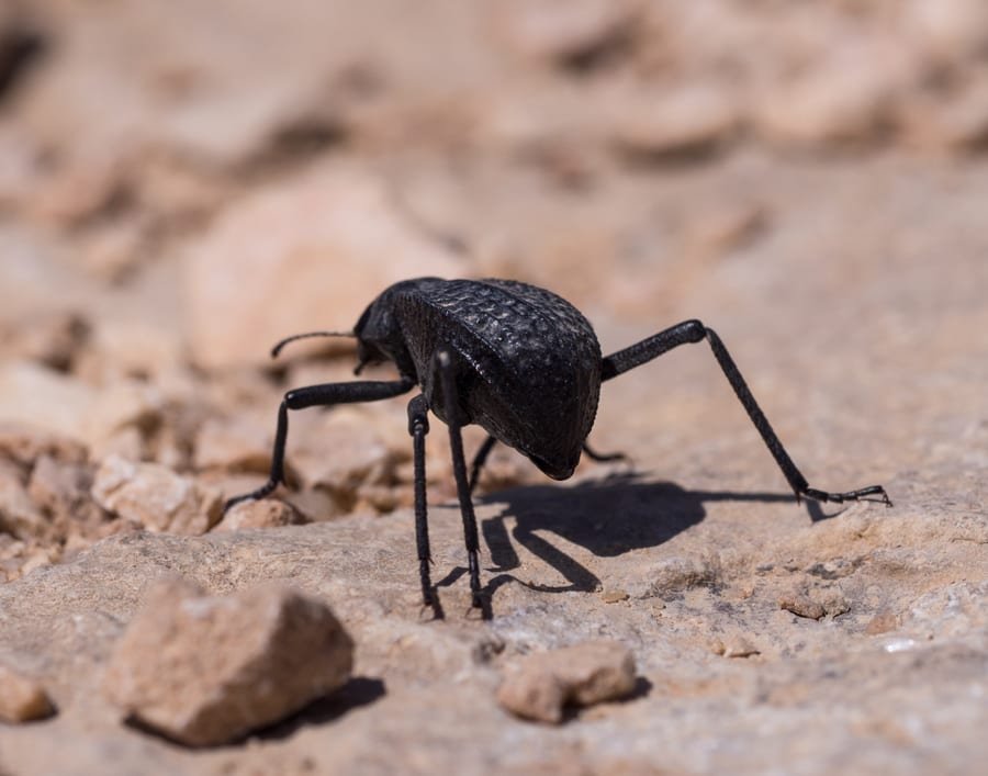 Beetles