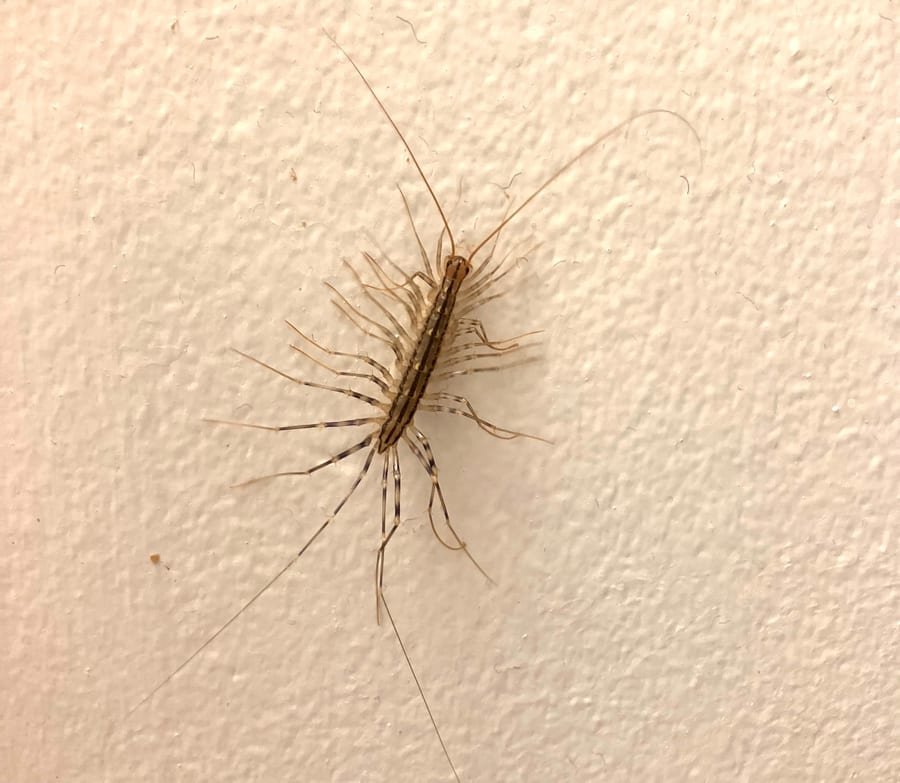 Centipedes