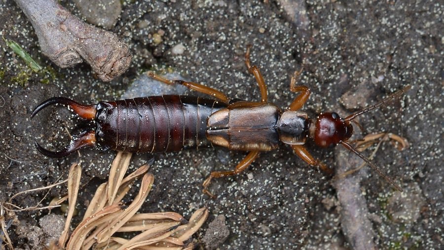 Earwigs