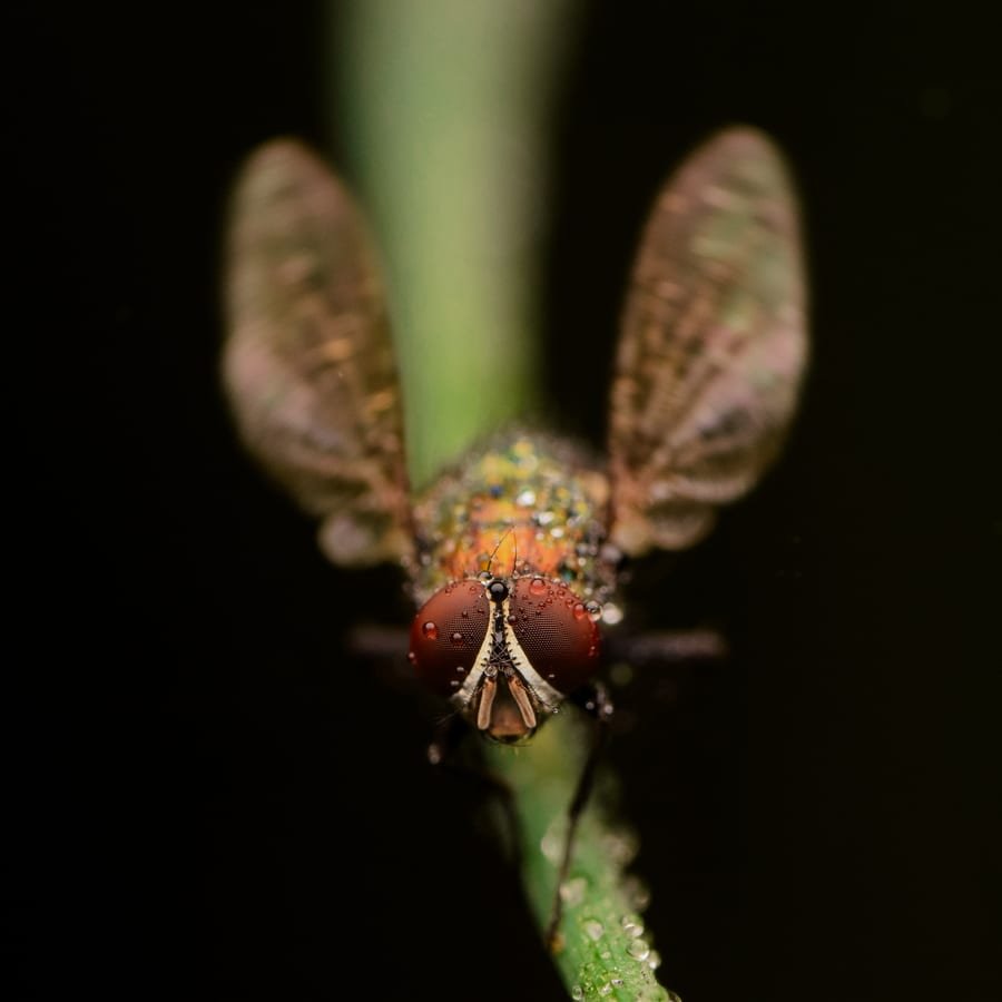 Close-up of a house fly