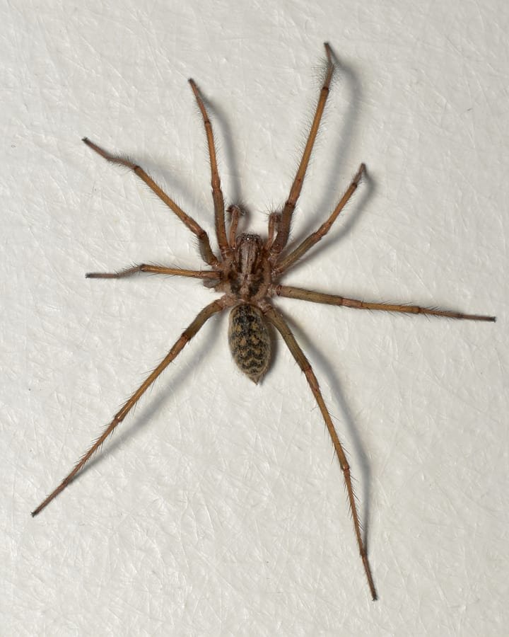 Spiders