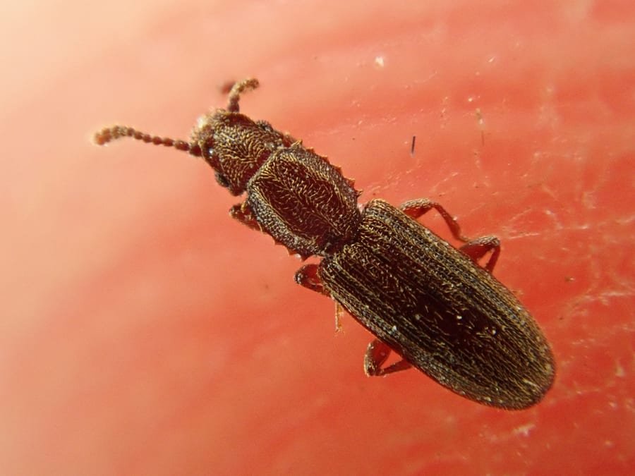 Small beetle in spilled grain