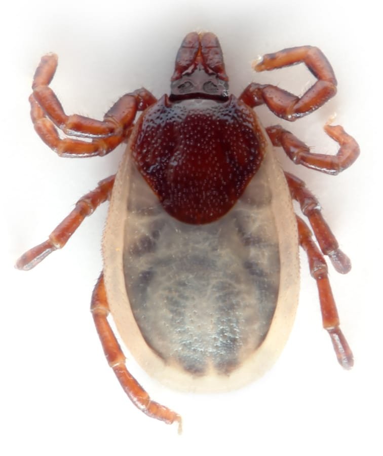 Close-up of a tick on a grass stem